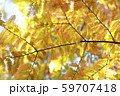 メタセコイア 59707418