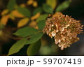 枯れた紫陽花 59707419
