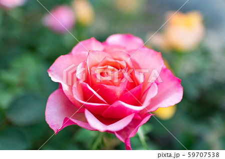 ピンクの薔薇 ピンクの薔薇 59707538