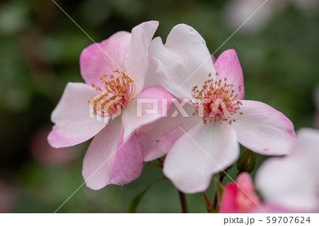 バラの花 千葉県八千代市 日本 バラの花 千葉県八千代市 日本 59707624