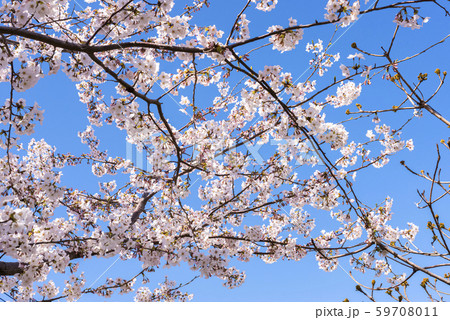サクラ　春の静岡県伊東市 59708011