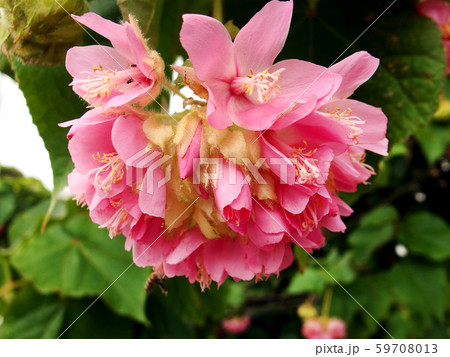 ドムベヤ・ワリッキイ 59708013