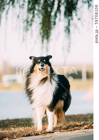 Tricolor Rough Collie, Funny Scottish Collie, Long-haired Collie, English Collie, Lassie Dog Tricolor Rough Collie, Funny Scottish Collie, Long-haired Collie, English Collie, Lassie Dog 59708108