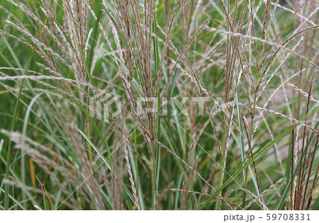 The texture of green grass. 59708331