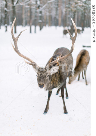 Deer herd in a forest in a snow storm. Winter, forest, wild animals. Deer herd in a forest in a snow storm. Winter, forest, wild animals. 59708530