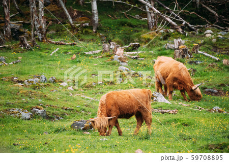 Highland Cattle Cows Graze On A Summer Livestock Pasture. Scottish Cattle Breed In Summer Day Highland Cattle Cows Graze On A Summer Livestock Pasture. Scottish Cattle Breed In Summer Day 59708895