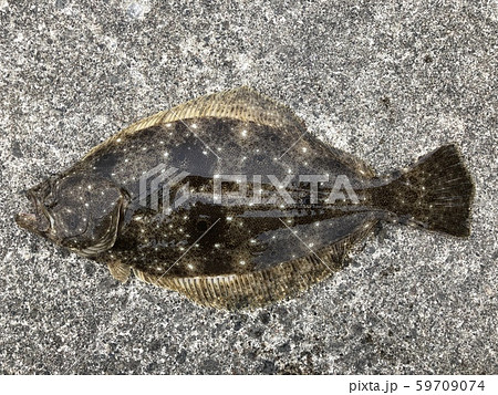 ヒラメ Paralichthys olivaceus ヒラメ Paralichthys olivaceus 59709074