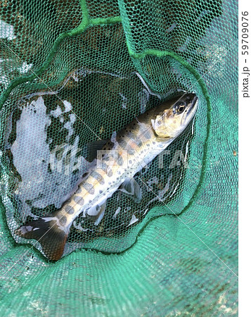 ヤマメ Oncorhynchus masou ヤマメ Oncorhynchus masou 59709076