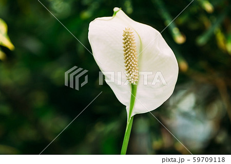 Green Leaves Of Plant Flower Spathiphyllum. 59709118