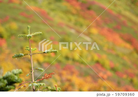 銀泉台の紅葉（北海道・上川町・大雪山系） 59709360