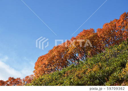 銀泉台の紅葉（北海道・上川町・大雪山系） 59709362