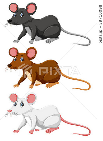 Three different colour of rat 59710098