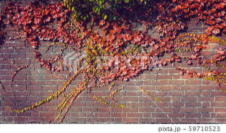 Climbing grape plant with red ivy leaves in fall Climbing grape plant with red ivy leaves in fall 59710523