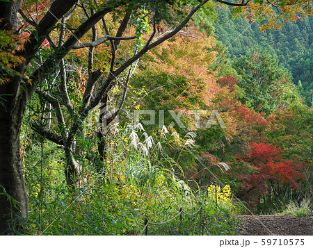 東京都・高尾山 紅葉 / Mt. Takao, Tokyo, Japan 東京都・高尾山 紅葉 / Mt. Takao, Tokyo, Japan 59710575