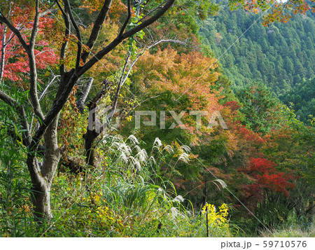 東京都・高尾山 紅葉 / Mt. Takao, Tokyo, Japan 東京都・高尾山 紅葉 / Mt. Takao, Tokyo, Japan 59710576