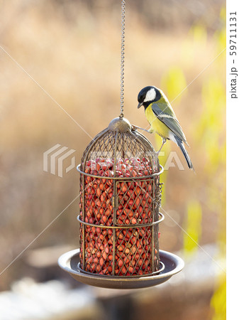 Great tit sits on a bird feeder Great tit sits on a bird feeder 59711131