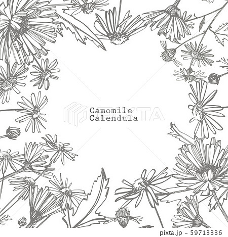 Chamomile Collection Of Hand Drawn Flowers And のイラスト素材