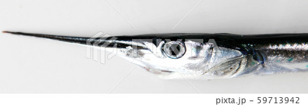 Fresh Raw Needlefish Against White Background 59713942