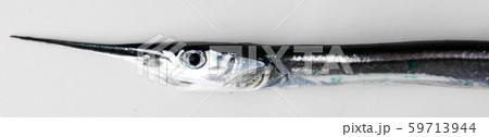 Fresh Raw Needlefish Against White Background 59713944