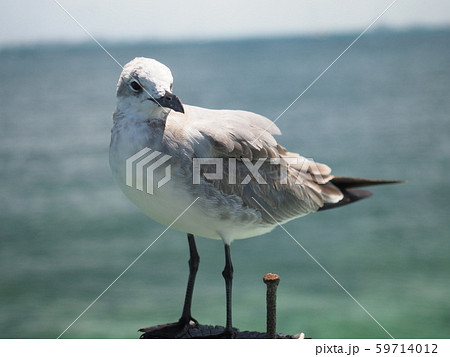 カモメ カモメ 59714012