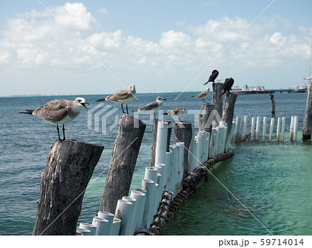 カリブ海とカモメ達 カリブ海とカモメ達 59714014