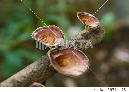 Brown mushroom Microporus xanthopus Fr. Kuntze on Brown mushroom Microporus xanthopus Fr. Kuntze on 59714148