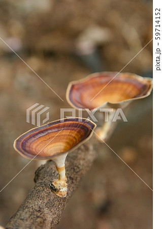Brown mushroom Microporus xanthopus  Fr. Kuntze on 59714152