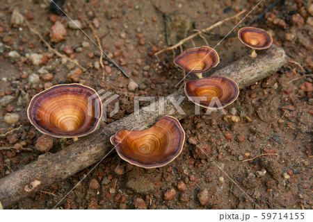 Brown mushroom Microporus xanthopus Fr. Kuntze on Brown mushroom Microporus xanthopus Fr. Kuntze on 59714155