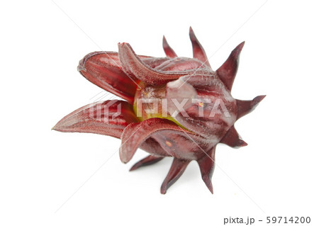 Roselle, Jamaican Sorelor or Hibiscus sabdariffa Roselle, Jamaican Sorelor or Hibiscus sabdariffa 59714200