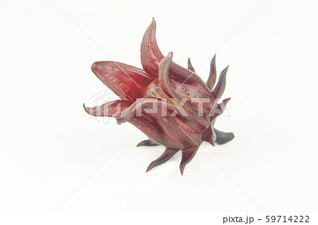 Roselle, Jamaican Sorelor or Hibiscus sabdariffa Roselle, Jamaican Sorelor or Hibiscus sabdariffa 59714222