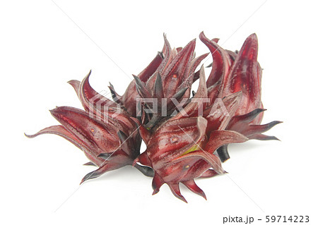 Roselle, Jamaican Sorelor or Hibiscus sabdariffa Roselle, Jamaican Sorelor or Hibiscus sabdariffa 59714223