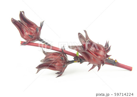 Roselle, Jamaican Sorelor or Hibiscus sabdariffa Roselle, Jamaican Sorelor or Hibiscus sabdariffa 59714224
