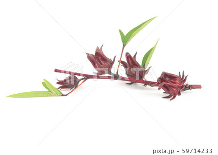 Roselle, Jamaican Sorelor or Hibiscus sabdariffa Roselle, Jamaican Sorelor or Hibiscus sabdariffa 59714233