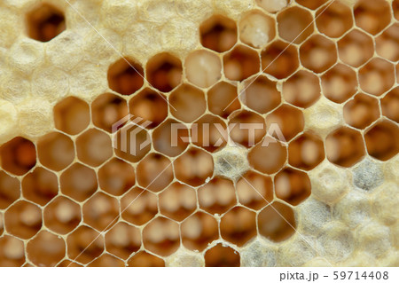 Macro of honeycomb, Background hexagon texture, 59714408