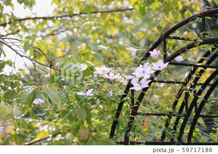 クレマチスの花 59717186