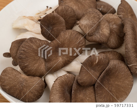 ヒラタケ 59717331