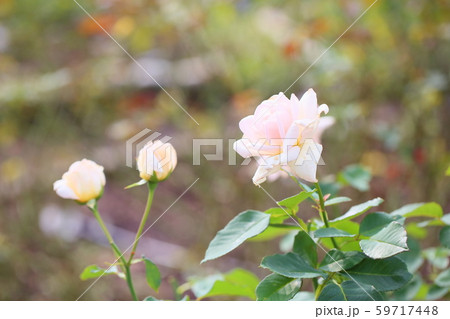 バラの花 オフェリア バラの花 オフェリア 59717448