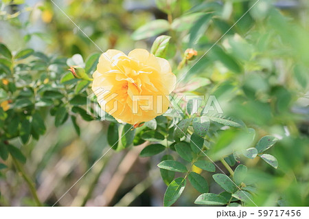 バラの花　グラハムトーマス 59717456
