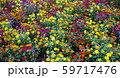 花 59717476