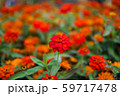 花 59717478