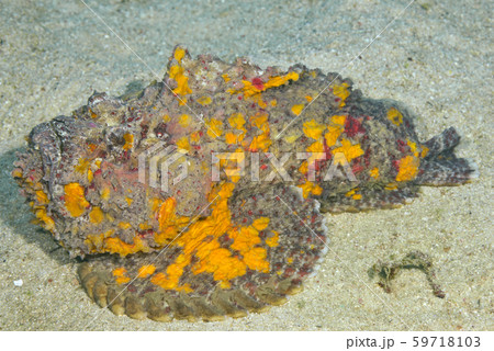 オニダルマオコゼ 59718103