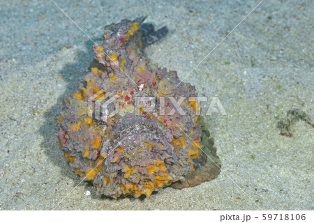 オニダルマオコゼ 59718106