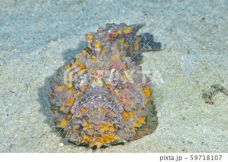 オニダルマオコゼ オニダルマオコゼ 59718107