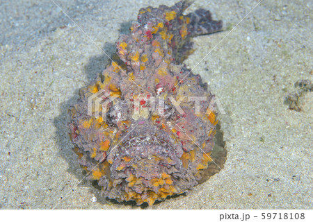 オニダルマオコゼ 59718108