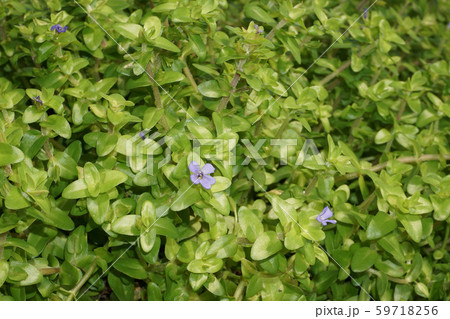 ウォーターバコパの花 59718256