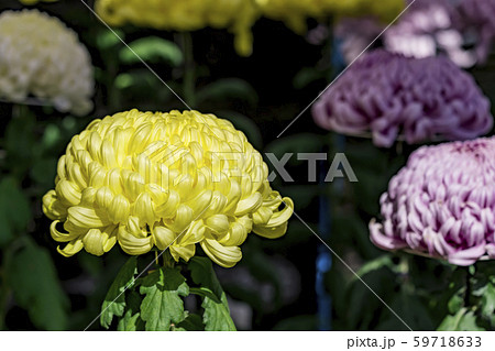 【町田市菊花展】 59718633