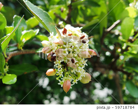 ハリツルマサキの花 ハリツルマサキの花 59718784