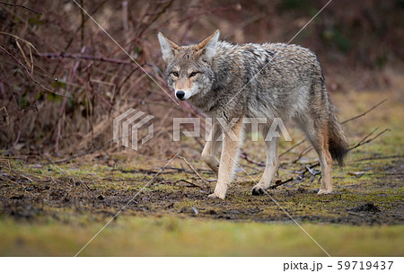 Coyote in Canada Coyote in Canada 59719437