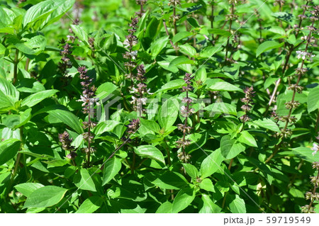 Sweet Basil, Thai Basil, Ocimum basilicum Linn Sweet Basil, Thai Basil, Ocimum basilicum Linn 59719549