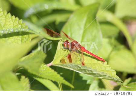 ミヤマアカネ ミヤマアカネ 59719795